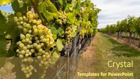  Presentation with region - Colorful PPT theme enhanced with grapes-yellow-muscat-in-tokaj backdrop and a tawny brown colored foreground