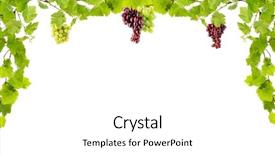  Presentation with leaves - Presentation with grapevine - frame of grape branches background and a white colored foreground