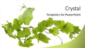  Presentation with grapevine - Amazing PPT theme having grapevine - grape branch with green leaves backdrop and a white colored foreground