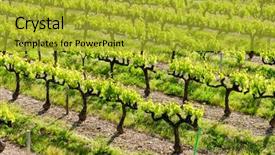  Presentation with vineyards - PPT layouts featuring grapevine - vineyards near vinsobres provence france background and a gold colored foreground