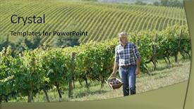  Presentation with grapevine - Amazing PPT theme having grapevine - winemaker walking in vineyard backdrop and a yellow colored foreground