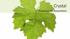  Presentation with grapevine - Audience pleasing slide set consisting of grapevine leaf in detail isolated backdrop and a yellow colored foreground