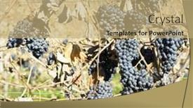  Presentation with cabernet - PPT layouts enhanced with grape vine - grapevines in vineyard cabernet moravia background and a coral colored foreground