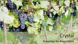  Presentation with vineyard - Presentation theme consisting of grape vine - grapevines in vineyard czech republic background and a mint green colored foreground