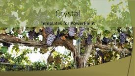  Presentation with grape vine black grapes - Colorful slide deck enhanced with grapevines-with-bunches-of-grapes backdrop and a yellow colored foreground