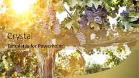  Presentation with grape vine black grapes - Colorful slide set enhanced with grapevines-with-bunches-of-grapes backdrop and a yellow colored foreground