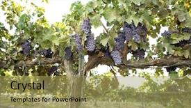  Presentation with grapevine - PPT layouts having grapevines with bunches of grapes background and a yellow colored foreground
