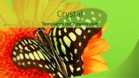  Presentation with orange - Presentation design with graphium-on-orange-gerber-close background and a yellow colored foreground