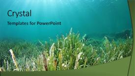  Presentation with green seaweed - Presentation theme featuring sea grass - underwater green seaweed background and a cyan colored foreground