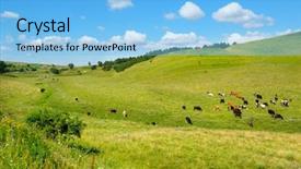  Presentation with hill - PPT theme consisting of small herd of cows background and a light blue colored foreground