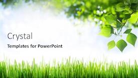  Presentation with sunny sky - Presentation theme having grass-and-leaves-in-front background and a pink colored foreground