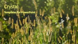  Presentation with weed - Audience pleasing PPT theme consisting of grass and weed glowing backdrop and a tawny brown colored foreground