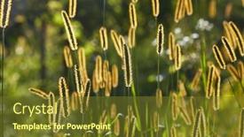  Presentation with weed - Beautiful theme featuring grass-and-weed-glowing backdrop and a tawny brown colored foreground