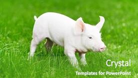  Presentation with breeding - Amazing PPT layouts having grass at pig breeding farm backdrop and a tawny brown colored foreground