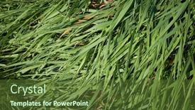  Presentation with grass - PPT theme with grass-background-summer-ecological-concept background and a tawny brown colored foreground