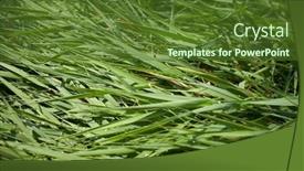  Presentation with grass - Presentation theme with grass-background-summer-ecological-concept background and a tawny brown colored foreground