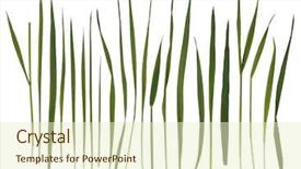  Presentation with grass - Beautiful theme featuring grass blades isolated on white backdrop and a soft green colored foreground