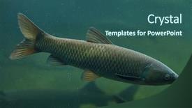 Presentation with freshwater fish - PPT layouts consisting of grass carp ctenopharyngodon idella freshwater background and a ocean colored foreground