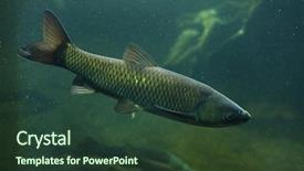  Presentation with freshwater fish - Slides having carp ctenopharyngodon idella freshwater fish background and a tawny brown colored foreground