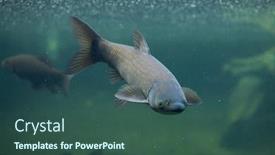  Presentation with animal - Cool new PPT theme with grass carp ctenopharyngodon idella wild backdrop and a ocean colored foreground