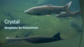  Presentation with end of life care - Colorful PPT layouts enhanced with mississippi state - grass carp ctenopharyngodon idella backdrop and a ocean colored foreground