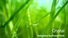  Presentation with grass - Slides featuring grass close-up super macro background and a forest green colored foreground