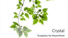  Presentation with leaves - Amazing PPT theme having grass cutting - beech leaves on white background backdrop and a white colored foreground