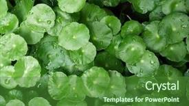  Presentation with asiatic pennywort centella asiatica ayurveda - Colorful slide deck enhanced with grass estuary - largeleaf pennywort hydrocotyle bonariensis backdrop and a forest green colored foreground