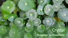  Presentation with ayurveda gotu kola asiatic pennywort - Slide set consisting of grass estuary - largeleaf pennywort hydrocotyle bonariensis background and a forest green colored foreground