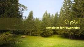  Presentation with spruce - Beautiful slides featuring grass glade in spruce forest backdrop and a tawny brown colored foreground