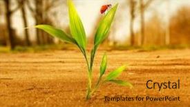  Presentation with growing tree - Colorful slides enhanced with grass growing through dry soil backdrop and a gold colored foreground