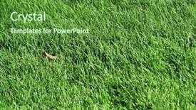  Presentation with grass - Slide deck consisting of grass ideally for your use background and a forest green colored foreground