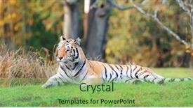  Presentation with tiger - Audience pleasing slide set consisting of grass in animal kingdom backdrop and a seafoam green colored foreground