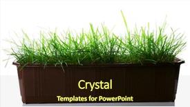  Presentation with green and black - Slide deck enhanced with grass in black flower pot background and a wine colored foreground