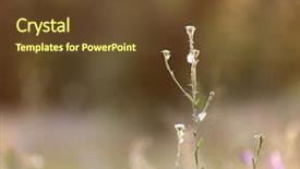  Presentation with take - Beautiful PPT theme featuring steppe in backlight background backdrop and a tawny brown colored foreground