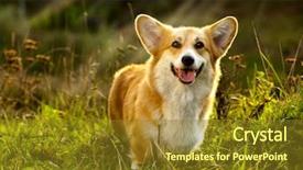  Presentation with welsh - Presentation theme having grass in summer sunny day background and a tawny brown colored foreground
