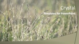  Presentation with dew - Amazing PPT theme having grass-on-meadow-in-morning backdrop and a gray colored foreground