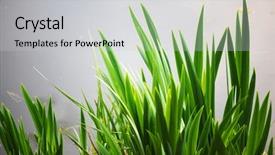  Presentation with sea water - Beautiful slides featuring grass on water background backdrop and a light gray colored foreground