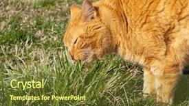  Presentation with ginger and oil - PPT theme enhanced with grass outdoors to induce vomit background and a tawny brown colored foreground