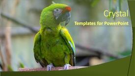  Presentation with parrot - Slide set enhanced with grass-parrot-on-the-tree background and a tawny brown colored foreground
