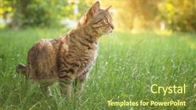 Presentation with cat - Slide deck with grass roots - cute tabby cat in park background and a tawny brown colored foreground