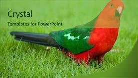  Presentation with parrot - Presentation theme consisting of grass seen near apollo background and a seafoam green colored foreground