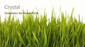  Presentation with grass - Amazing slides having grass-silhouette-isolated-on-white backdrop and a cream colored foreground