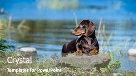  Presentation with river kingfisher - Amazing presentation design having grass tan water - dachshund dog stand backdrop and a gray colored foreground