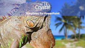  Presentation with palm beach - PPT theme featuring grass tan water - mexican iguana in tropical caribbean background and a cobalt blue colored foreground