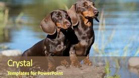  Presentation with dogs - Cool new slides with grass tan water - two dogs dachshunds stand backdrop and a tawny brown colored foreground