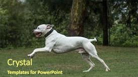  Presentation with old - Slide set consisting of grass theme - dogo argentino 2 years old background and a tawny brown colored foreground