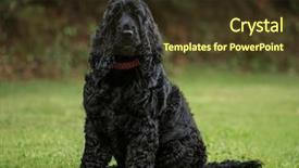  Presentation with puppy english cocker spaniel - Amazing presentation design having grass theme - english cocker spaniel 3 years backdrop and a tawny brown colored foreground