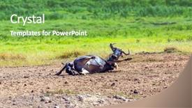  Presentation with savannah - Presentation theme enhanced with grass theme - gnu antelope gives birth background and a seafoam green colored foreground