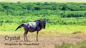  Presentation with savannah - Beautiful PPT theme featuring grass theme - gnu antelope gives birth backdrop and a coral colored foreground